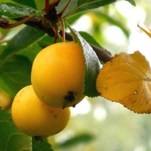 Mirabelka (Prunus domestica) ´NANCYSKÁ´ - stredne skorá, výška 150-170 cm, kont. C6L